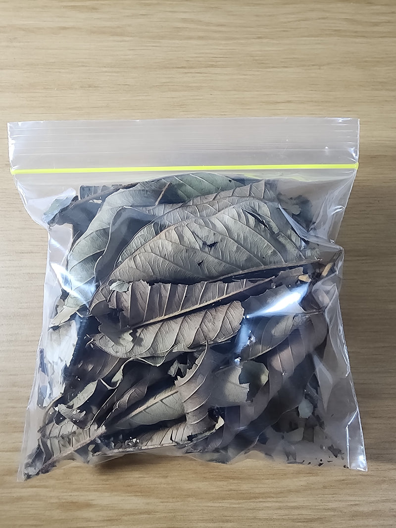 Guava Leaves (500ml/20g)