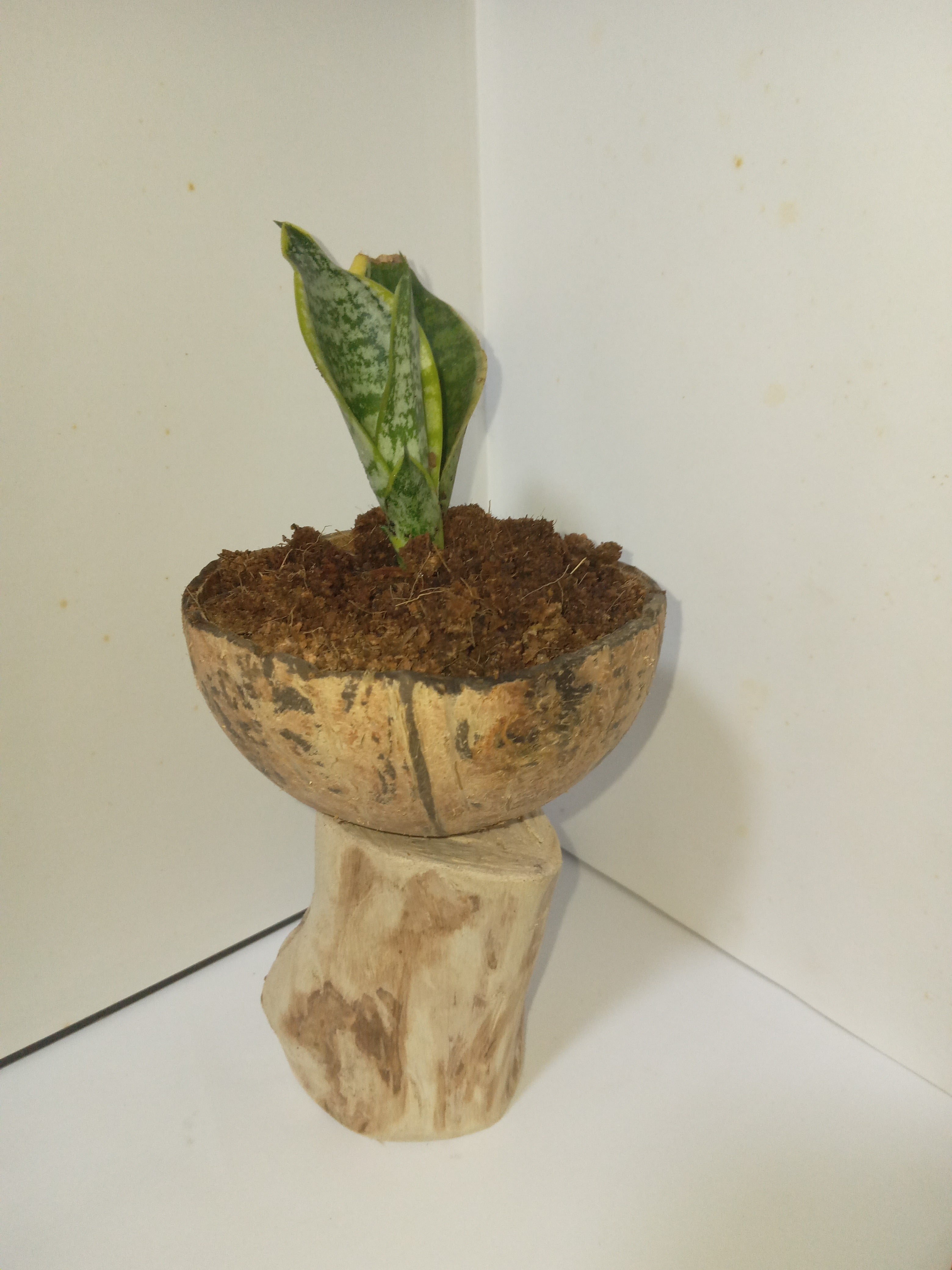 Snake plant  in coconut shell on a guava stem
