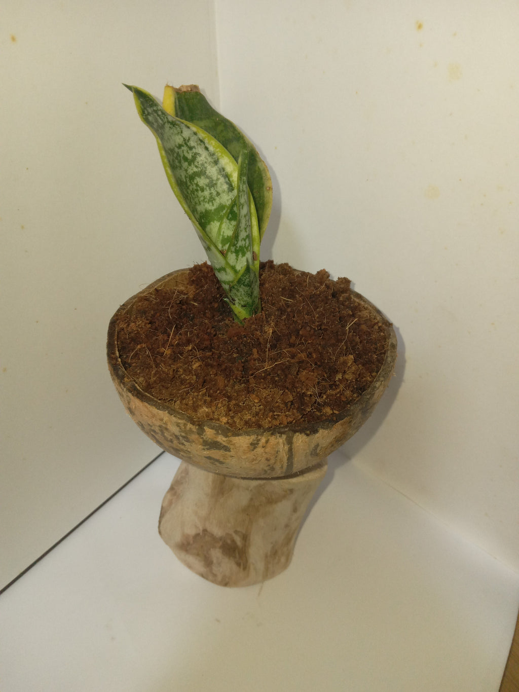 Snake plant  in coconut shell on a guava stem