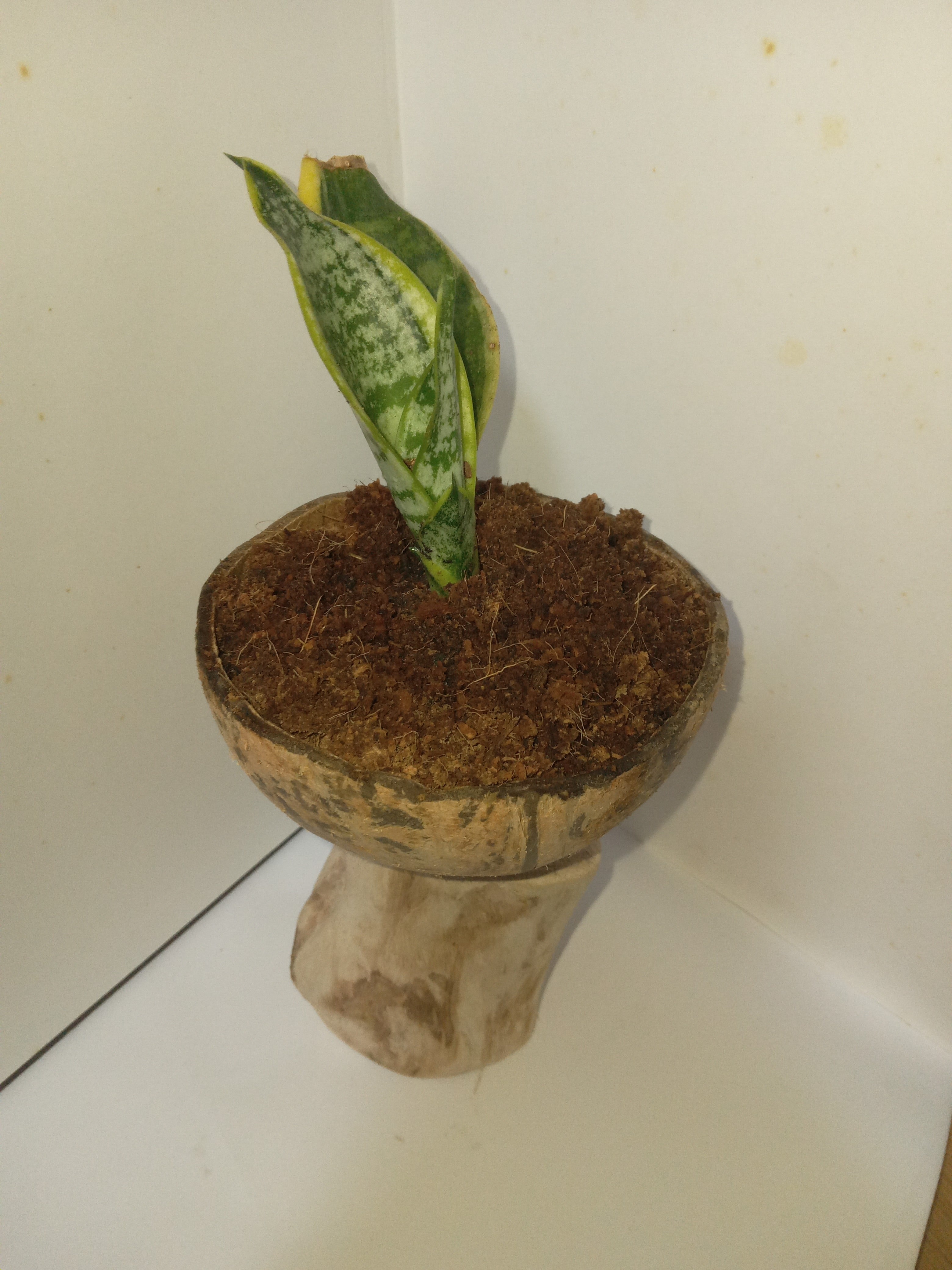 Snake plant  in coconut shell on a guava stem