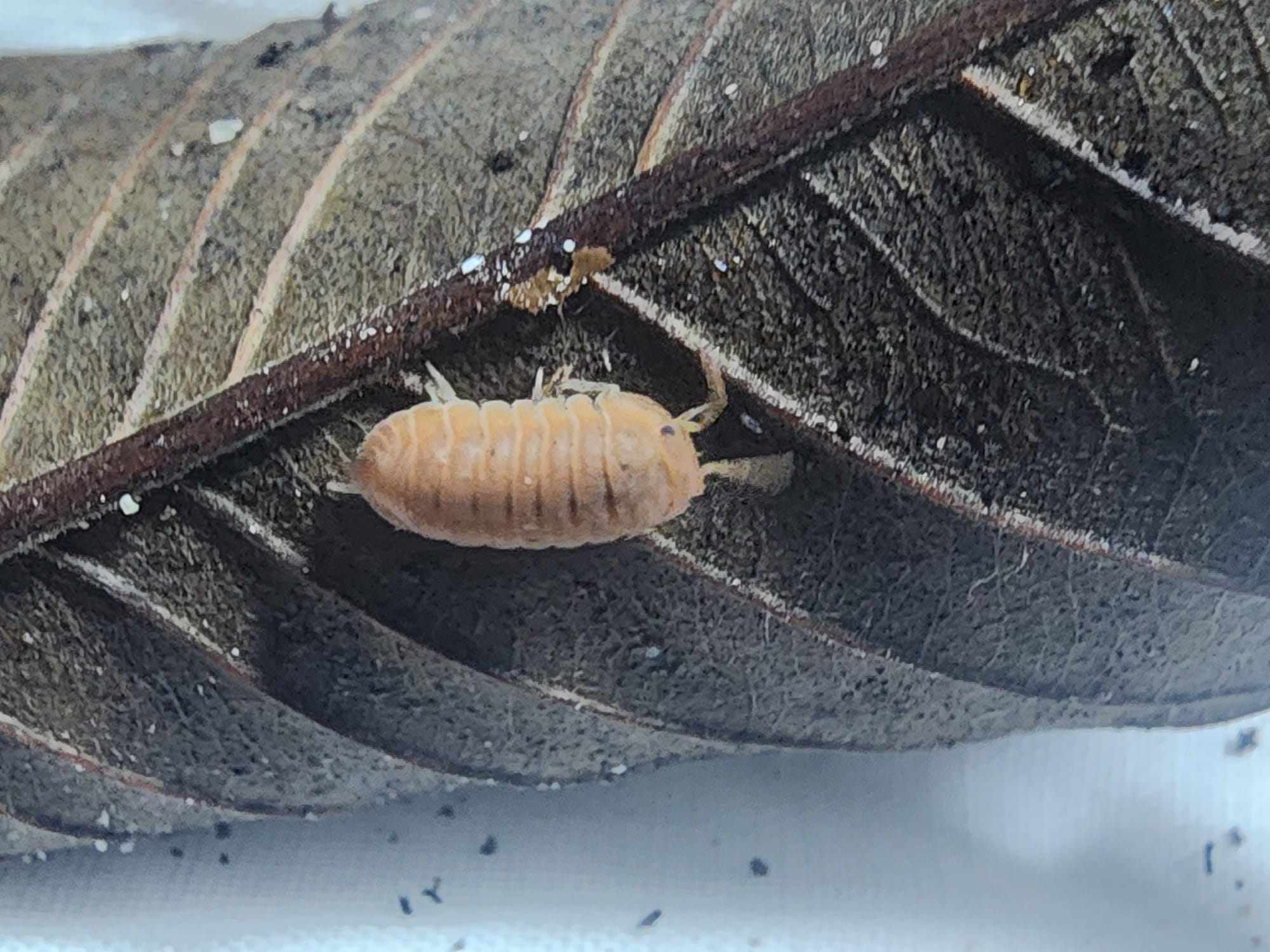 Cubaris Murina Orange