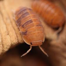 Cubaris Murina Orange
