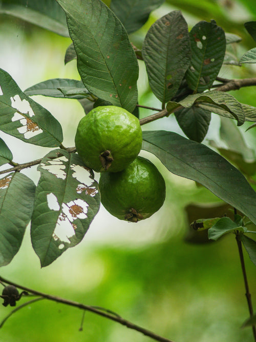 Guava Leaves (500ml/20g)