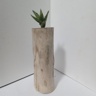 Guava Bark Succulent
